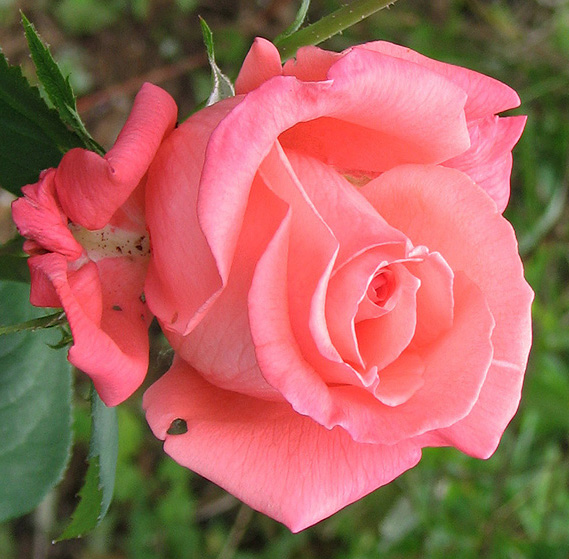 Early Rose at Rose Cottage Ltd