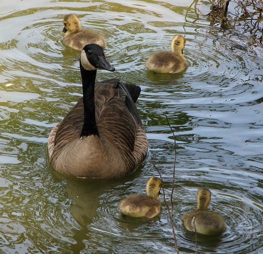 Goose family in cool lake