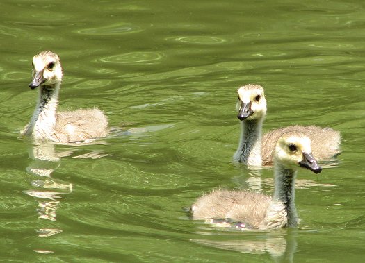 Goslings on the lake image