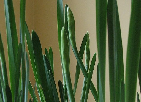 Paperwhites - buds forming
