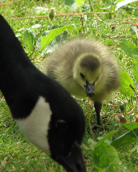 Day Two - Gosling
