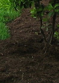 2010 Mulch