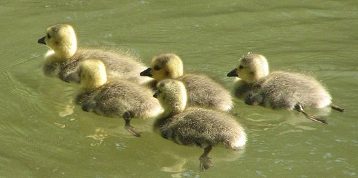 Goslings in lake