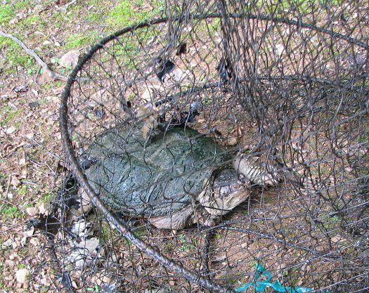 Turtle in trap's net