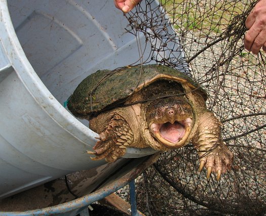 Turtle nearly out of trap