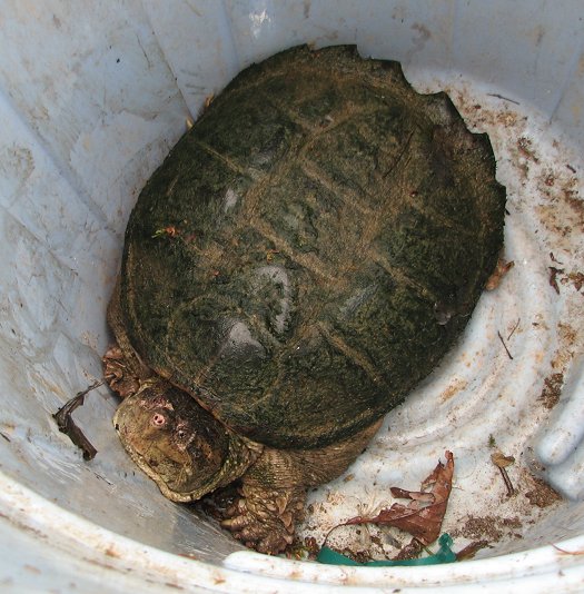 Snapping turtle in 30-gallon trashcan