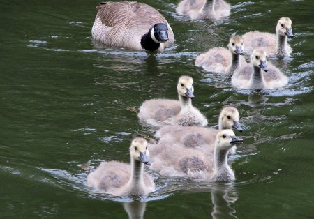 Daisy and her babies