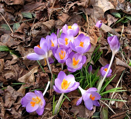 Spring 2013 Crocus