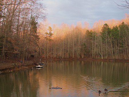 Late afternoon sun lighting up the treetops
