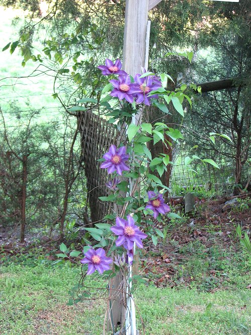 Clematis