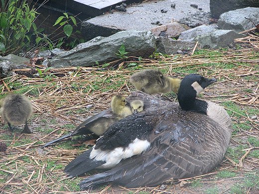 Mother goose and goslings - rainy day