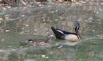 Wood duck couple