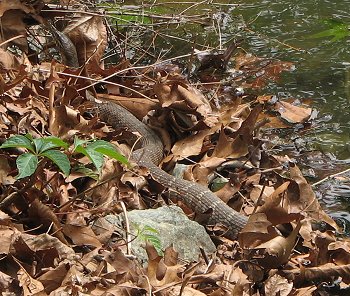 Northern Water Snake - North Carolina lake
