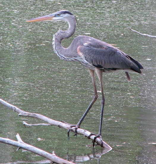 Heron - North Carolina lake