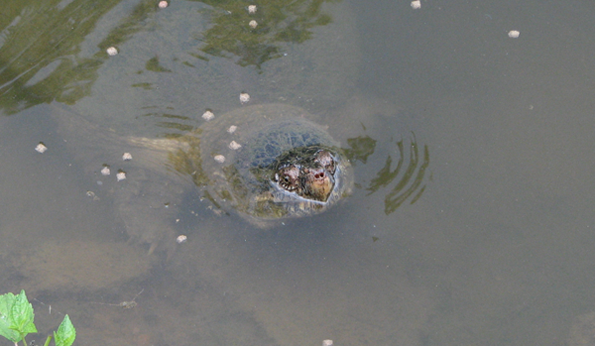 Big Snapper - Underwater