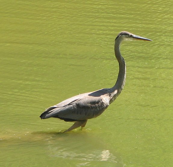 Heron on lake