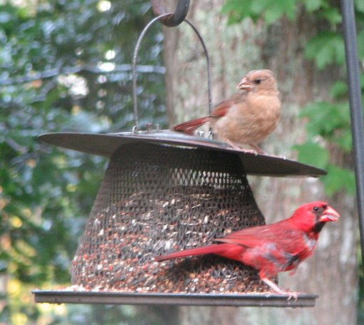 Cardinal couple at feeder