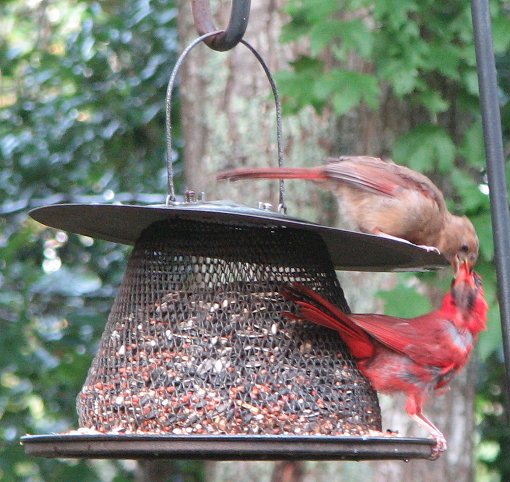 Cardinal couple sharing dinner