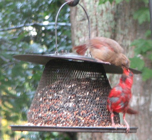Male cardinal feeding his mate