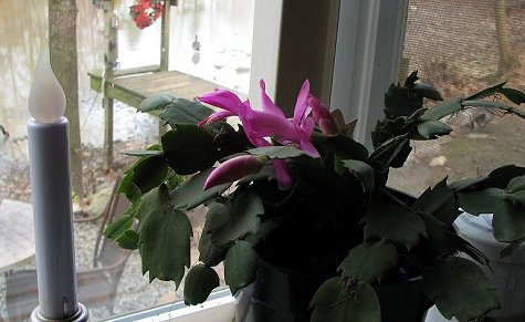 Christmas Cactus