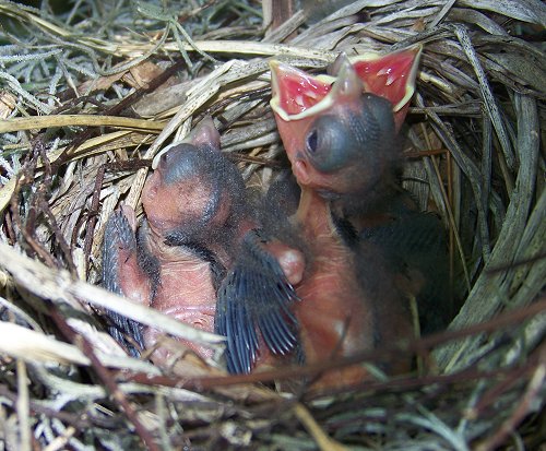 New Cardinals in the nest image