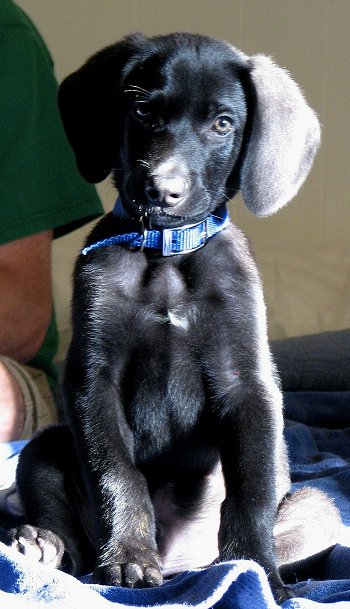 2012 - Puppy Cato