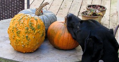 Cato and his pumpkins