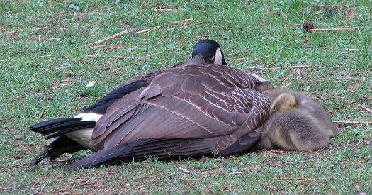 Adult mother goose with sleeping goslings