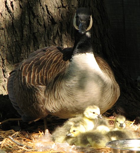 First Day - Goslings image
