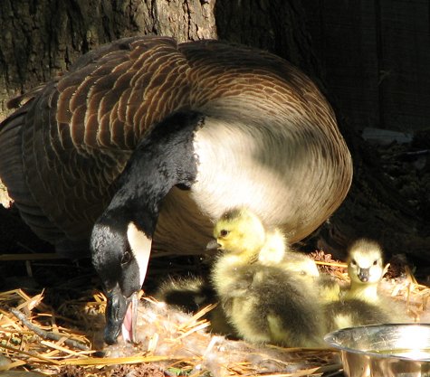 Daisy and her 2013 goslings