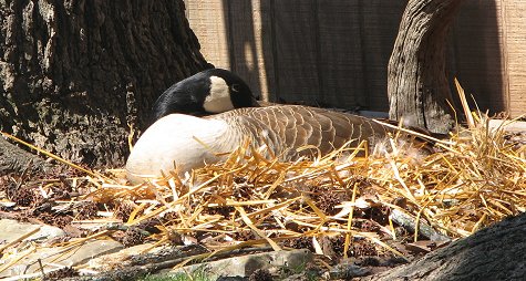 Daisy on her 2013 nest - 3 eggs inside.