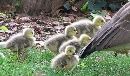 Goslings - Second day off the nest