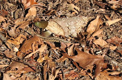 Secret snake
