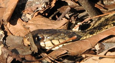 Eastern Garter Snake - Head - NC