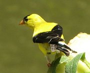 Goldfinch on sunflower