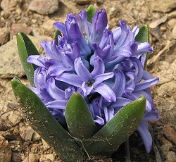 Blue Hyacinth image