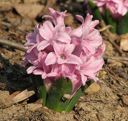Pink Hyacinth image