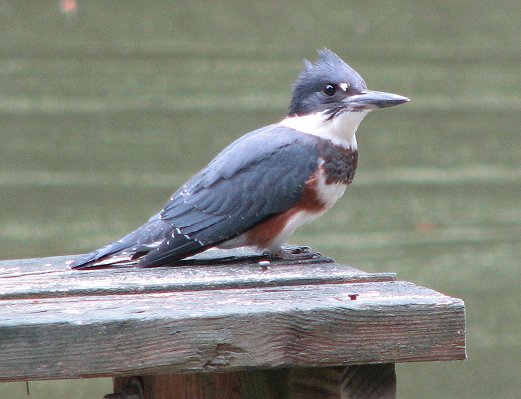 Female Belted Kingfisher image