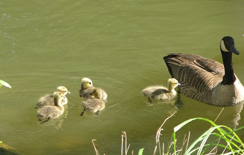 Mother's Day Goose and Family
