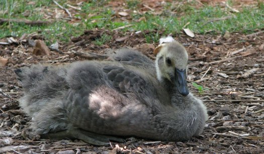 Gosling getting feathers image