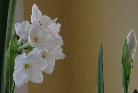 Blooming Paperwhites