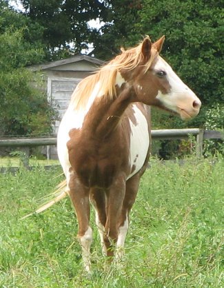 Paint, the Pony
