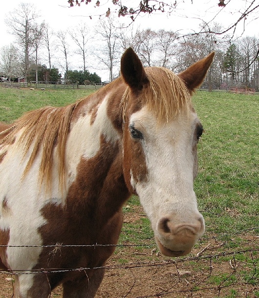 Paint the pony...a friendly 