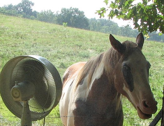 Paint the pony and his 