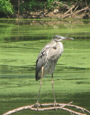 Heron - a neighbor
