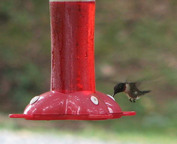 Ruby-throated Hummingbird