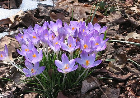 Spring Crocus