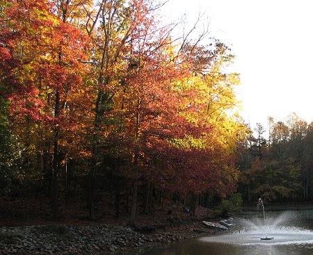 Thanksgiving Color - Rose Cottage Ltd