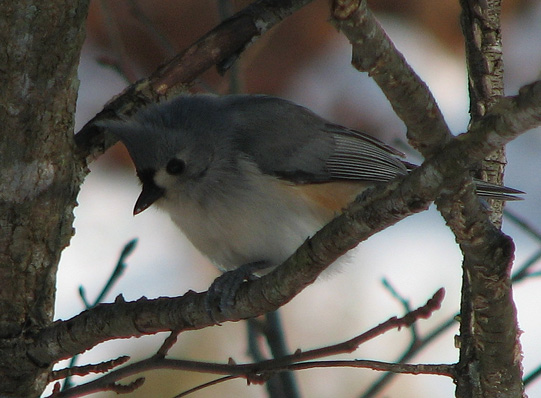 Titmouse - A seed-seeking missile