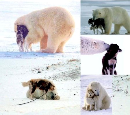Polar Bear and Husky 
